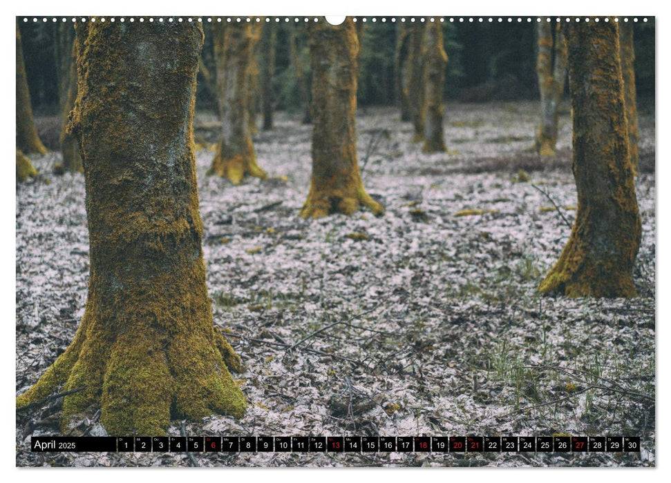 Wilde Wälder und Alleen im Herzen Mitteldeuschlands (CALVENDO Wandkalender 2025)