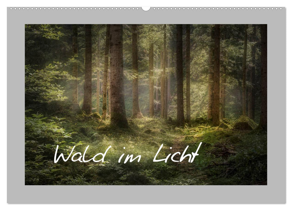 Wald im Licht (CALVENDO Wandkalender 2025)