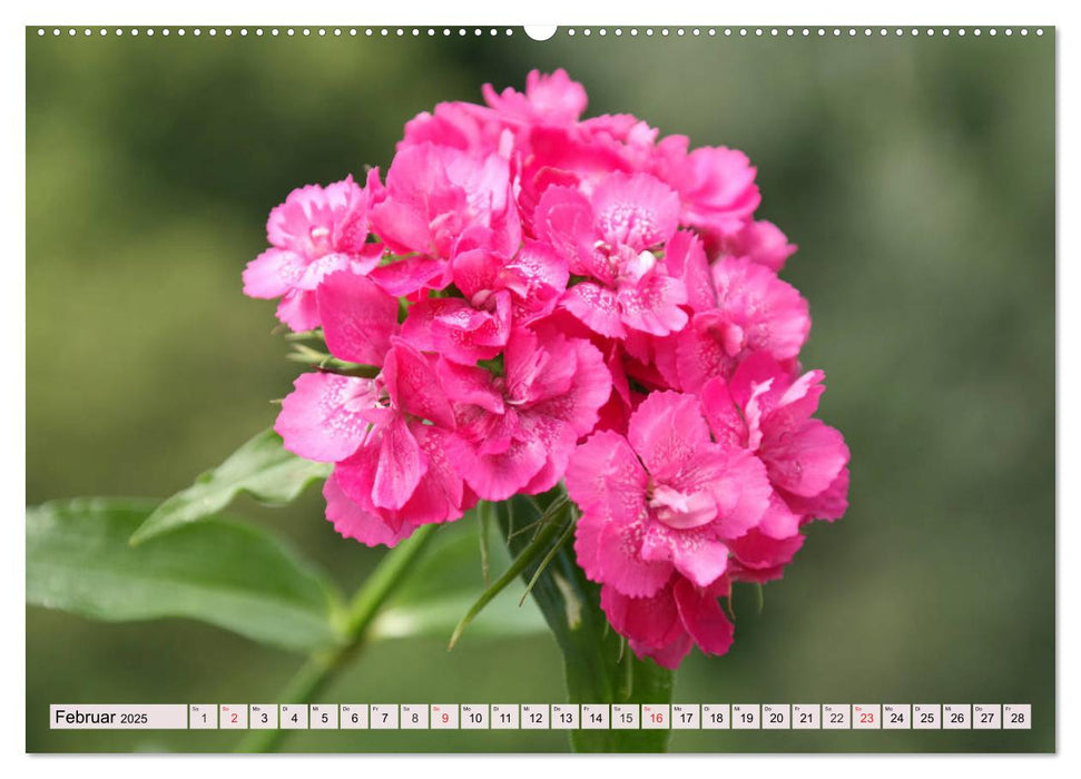 Nelken. Die Rückkehr der vergessenen Schönheiten (CALVENDO Premium Wandkalender 2025)