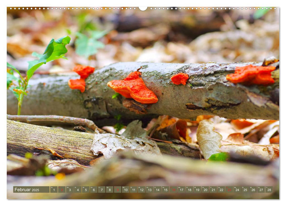 Die bunte Welt der Pilze (CALVENDO Premium Wandkalender 2025)