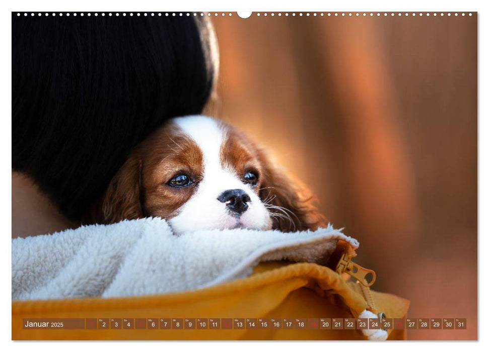 Der Welpenkalender - Cavalier King Charles Spaniel (CALVENDO Premium Wandkalender 2025)