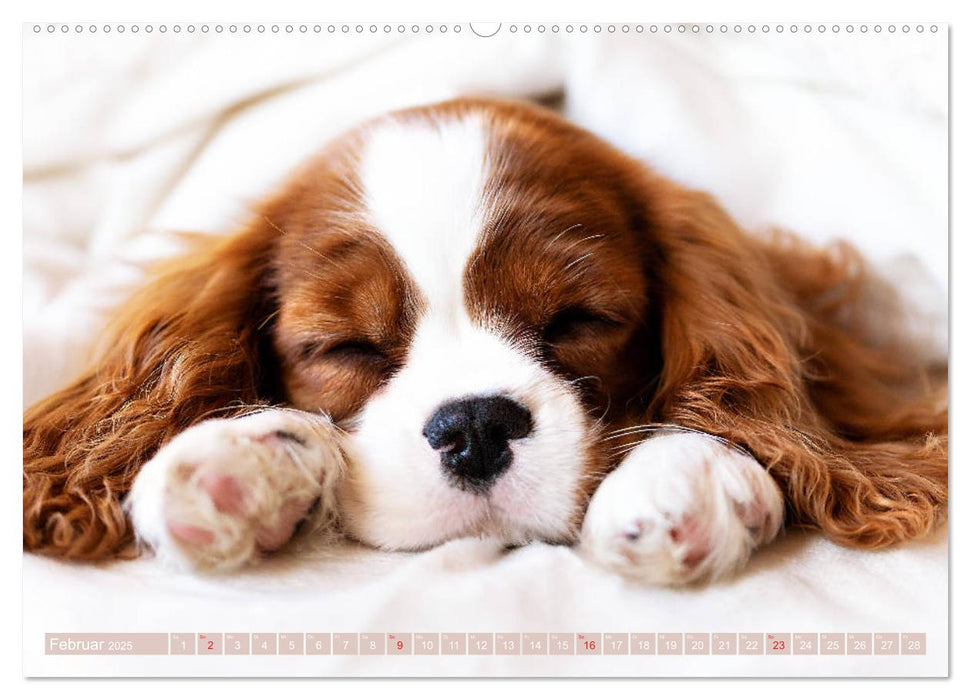 Der Welpenkalender - Cavalier King Charles Spaniel (CALVENDO Premium Wandkalender 2025)