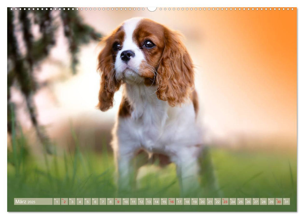 Der Welpenkalender - Cavalier King Charles Spaniel (CALVENDO Premium Wandkalender 2025)