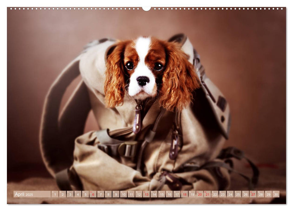 Der Welpenkalender - Cavalier King Charles Spaniel (CALVENDO Premium Wandkalender 2025)