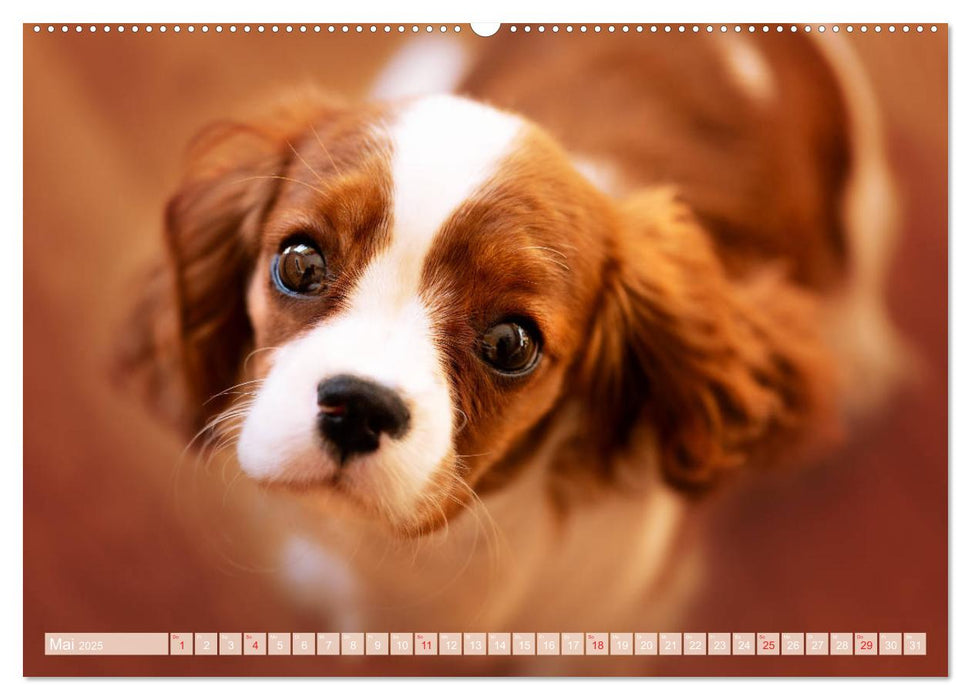 Der Welpenkalender - Cavalier King Charles Spaniel (CALVENDO Premium Wandkalender 2025)