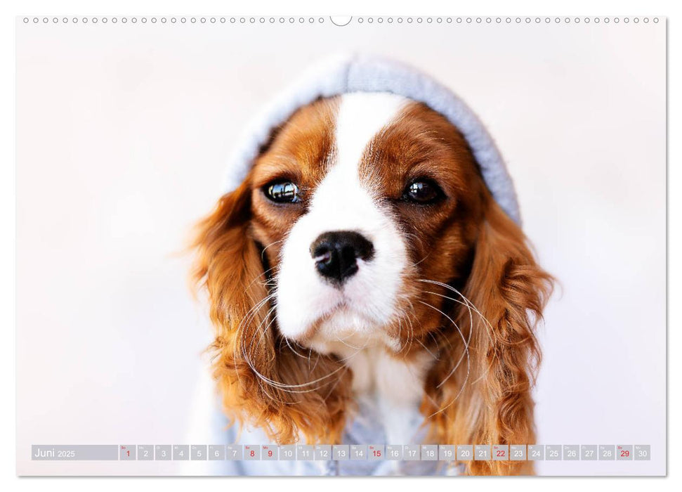 Der Welpenkalender - Cavalier King Charles Spaniel (CALVENDO Premium Wandkalender 2025)