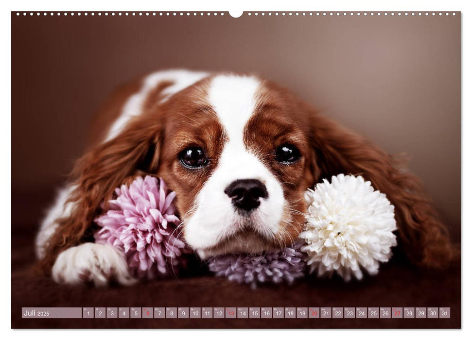 Der Welpenkalender - Cavalier King Charles Spaniel (CALVENDO Premium Wandkalender 2025)