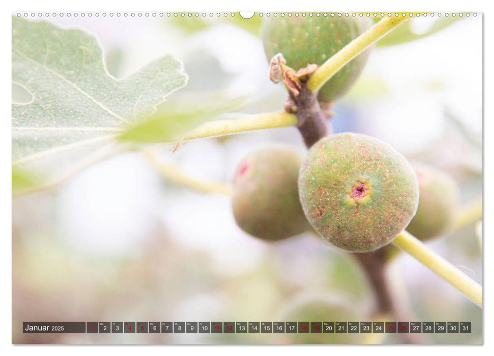 ZAUBER DES AUGENBLICKS Naturimpressionen (CALVENDO Premium Wandkalender 2025)