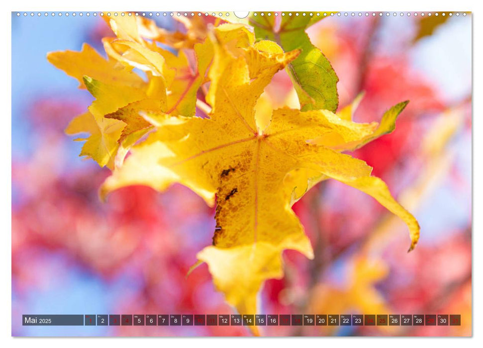 ZAUBER DES AUGENBLICKS Naturimpressionen (CALVENDO Premium Wandkalender 2025)