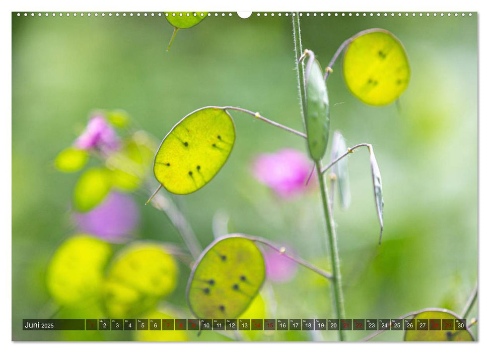 ZAUBER DES AUGENBLICKS Naturimpressionen (CALVENDO Premium Wandkalender 2025)