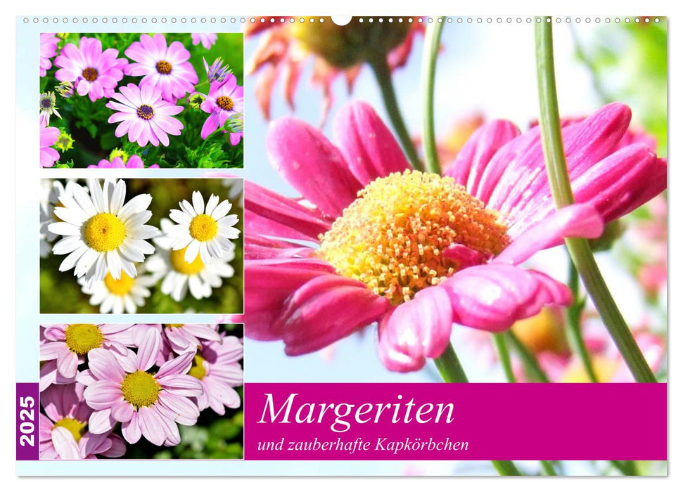 Margeriten und zauberhafte Kapkörbchen (CALVENDO Wandkalender 2025)