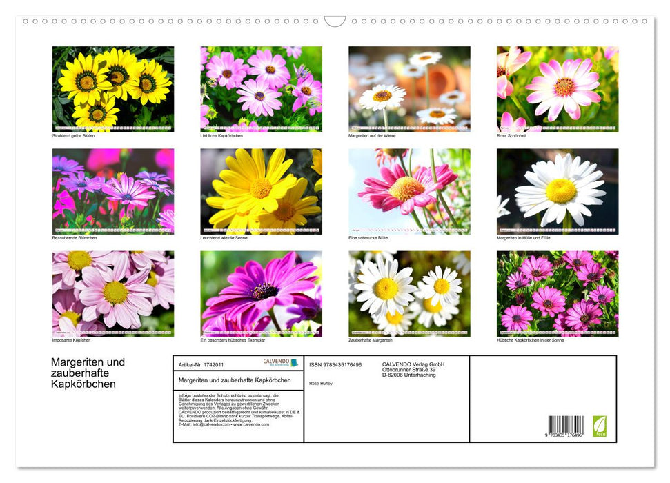 Margeriten und zauberhafte Kapkörbchen (CALVENDO Wandkalender 2025)