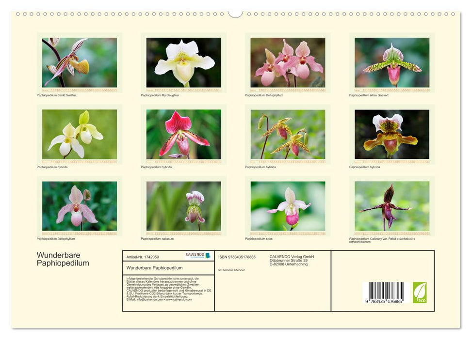 Wunderbare Paphiopedilum (CALVENDO Premium Wandkalender 2025)