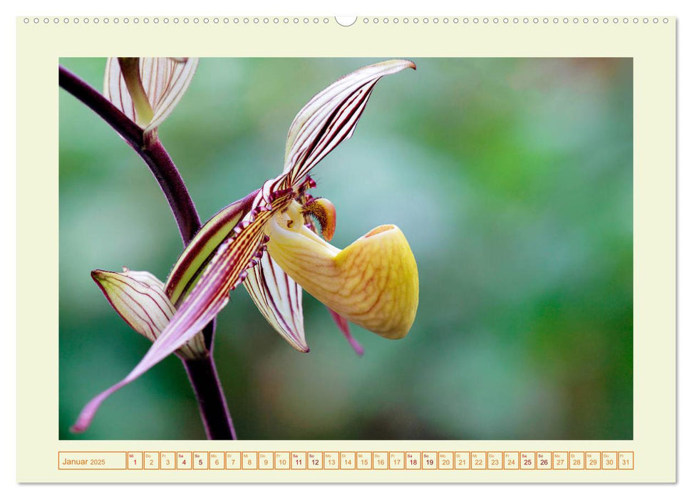 Wunderbare Paphiopedilum (CALVENDO Premium Wandkalender 2025)