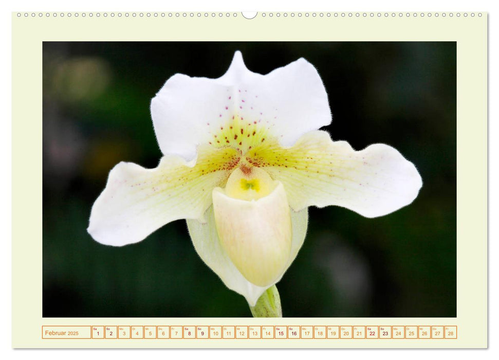 Wunderbare Paphiopedilum (CALVENDO Premium Wandkalender 2025)