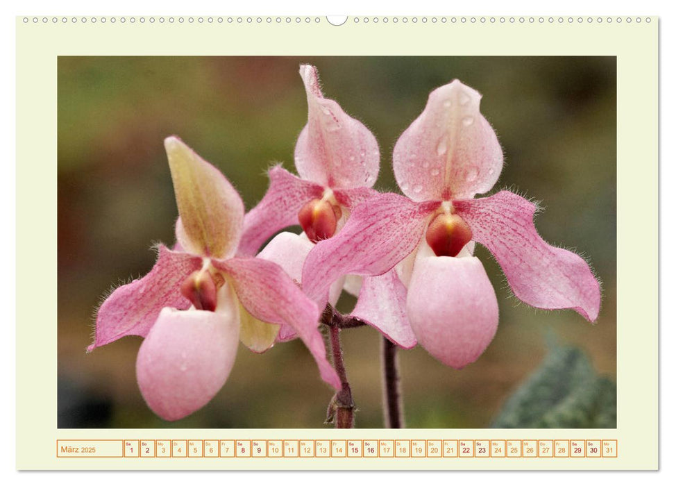 Wunderbare Paphiopedilum (CALVENDO Premium Wandkalender 2025)