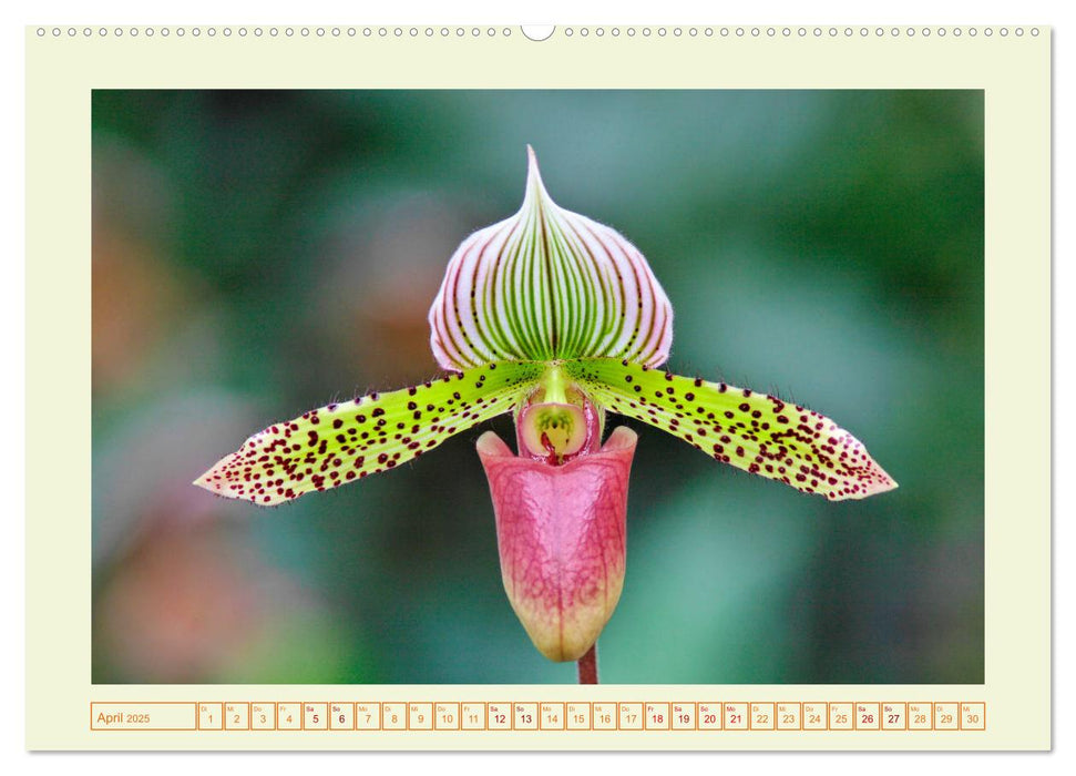 Wunderbare Paphiopedilum (CALVENDO Premium Wandkalender 2025)