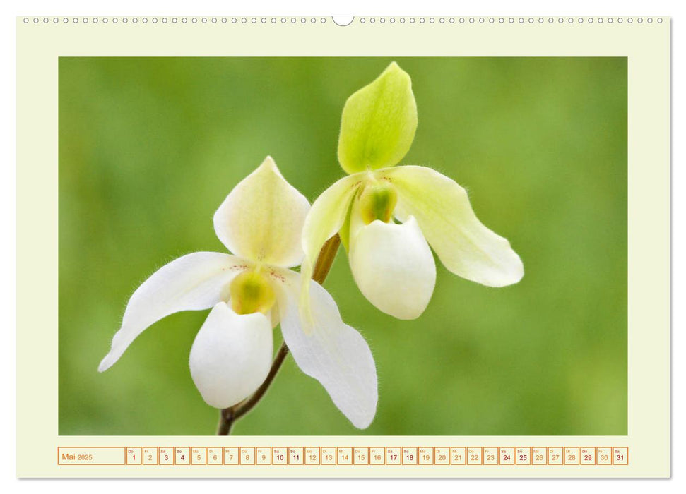 Wunderbare Paphiopedilum (CALVENDO Premium Wandkalender 2025)