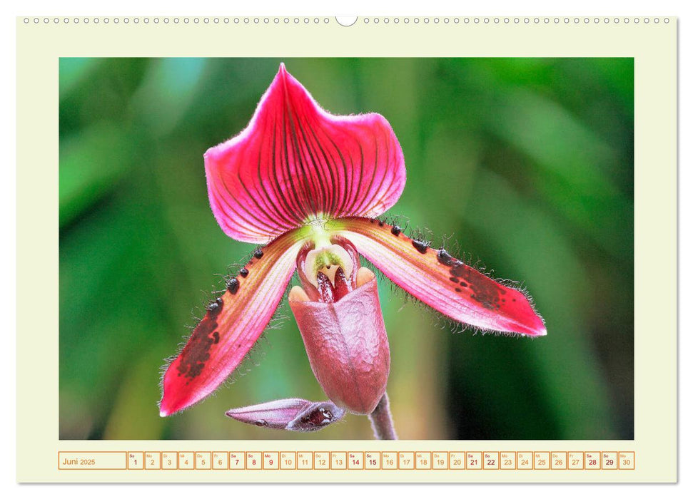 Wunderbare Paphiopedilum (CALVENDO Premium Wandkalender 2025)