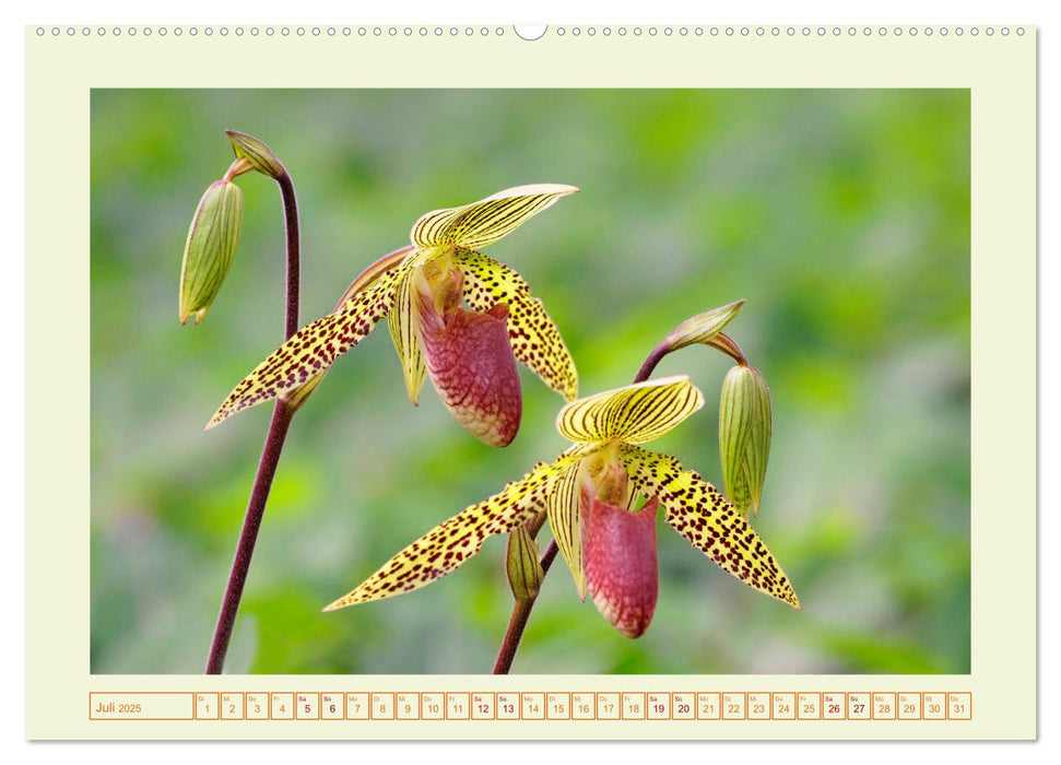 Wunderbare Paphiopedilum (CALVENDO Premium Wandkalender 2025)