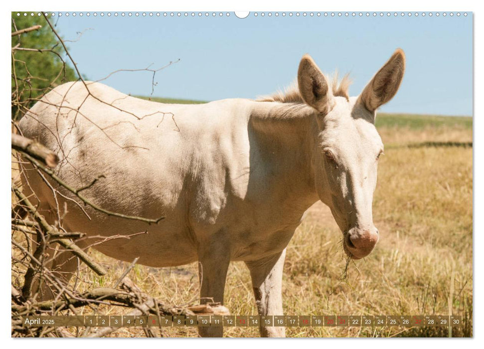 Lichtbringer - Österreichisch-Ungarische Barockesel (CALVENDO Premium Wandkalender 2025)