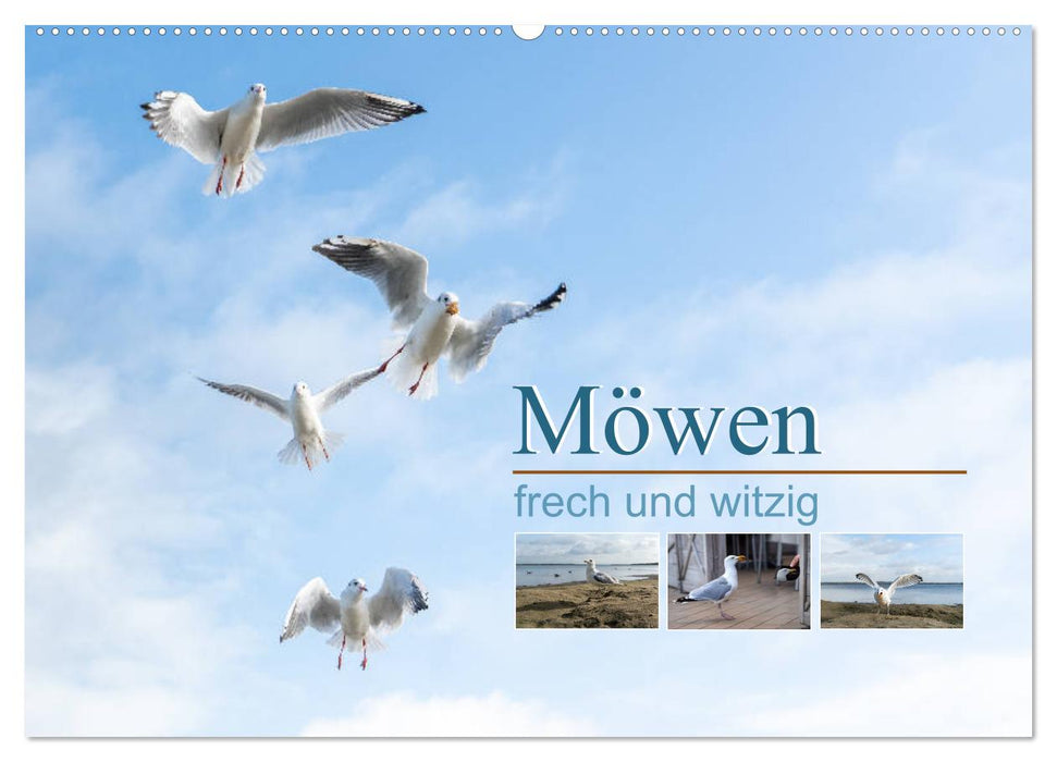 Möwen frech und witzig (CALVENDO Wandkalender 2025)