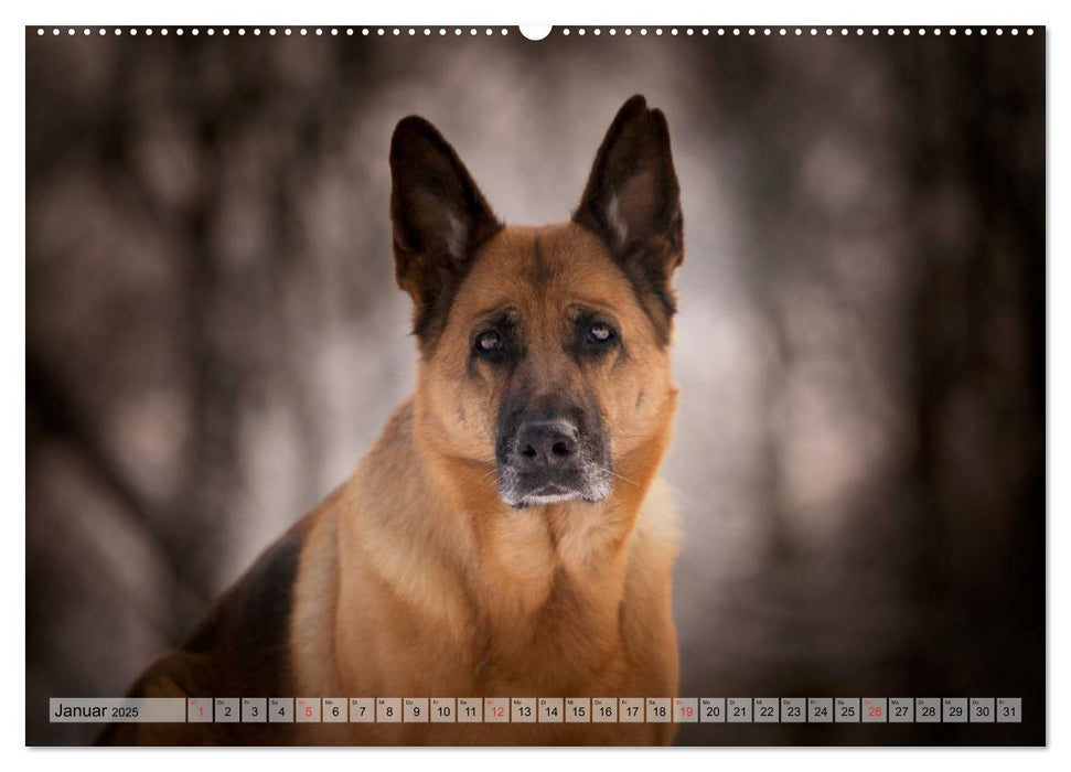 Deutscher Schäferhund – Faszinierende Augenblicke mit einem Herz auf vier Pfoten (CALVENDO Premium Wandkalender 2025)