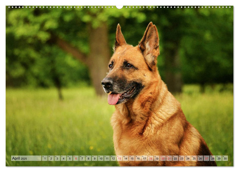 Deutscher Schäferhund – Faszinierende Augenblicke mit einem Herz auf vier Pfoten (CALVENDO Premium Wandkalender 2025)