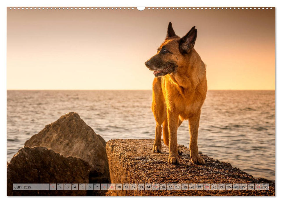 Deutscher Schäferhund – Faszinierende Augenblicke mit einem Herz auf vier Pfoten (CALVENDO Premium Wandkalender 2025)