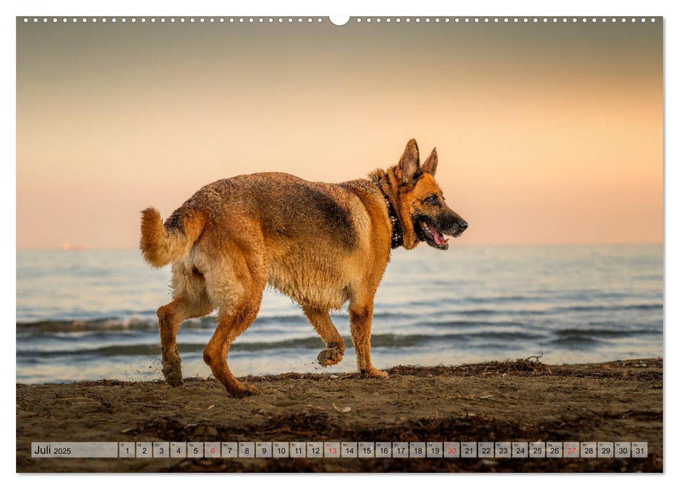 Deutscher Schäferhund – Faszinierende Augenblicke mit einem Herz auf vier Pfoten (CALVENDO Premium Wandkalender 2025)