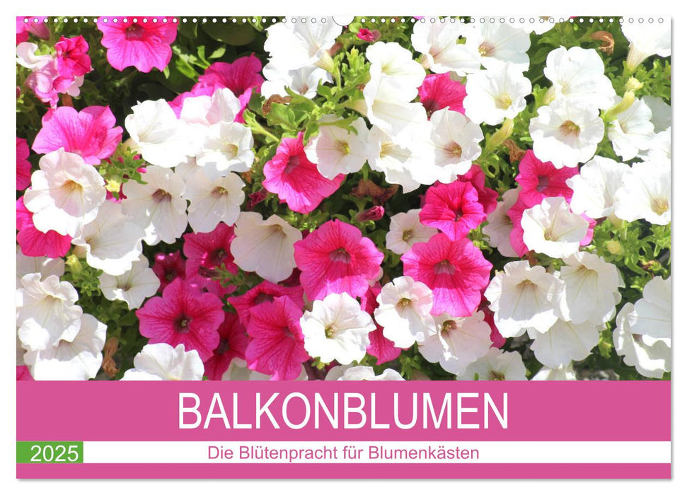 Balkonblumen. Die Blütenpracht für Blumenkästen (CALVENDO Wandkalender 2025)