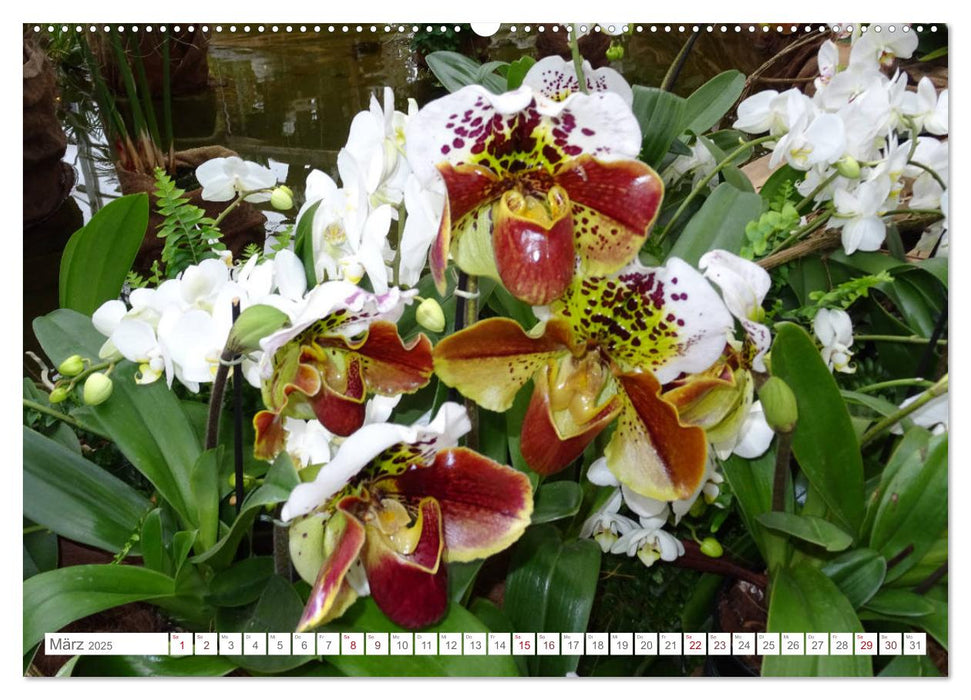 Sag es mit Blumen (CALVENDO Premium Wandkalender 2025)