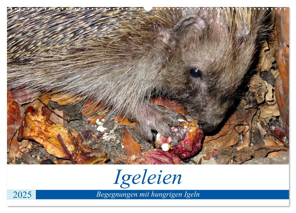 Igeleien - Begegnungen mit hungrigen Igeln (CALVENDO Wandkalender 2025)