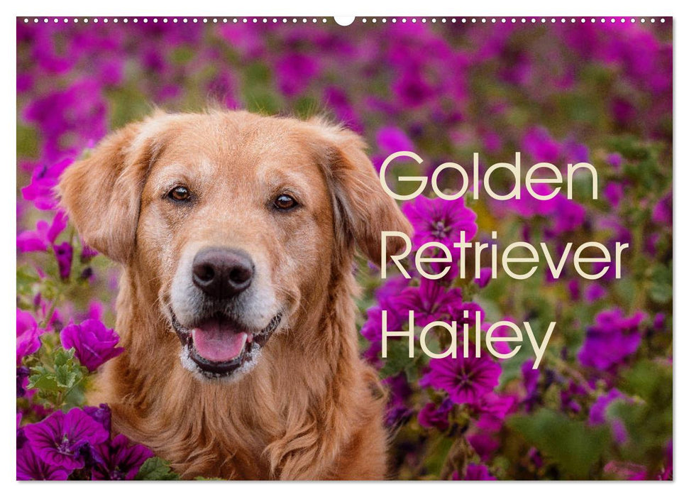 Golden Retriever Hailey Fotokalender (CALVENDO Wandkalender 2025)