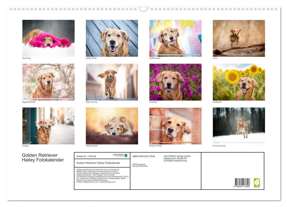 Golden Retriever Hailey Fotokalender (CALVENDO Wandkalender 2025)