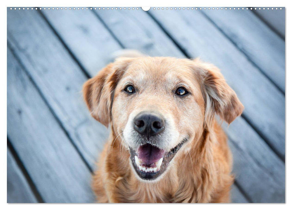 Golden Retriever Hailey Fotokalender (CALVENDO Wandkalender 2025)