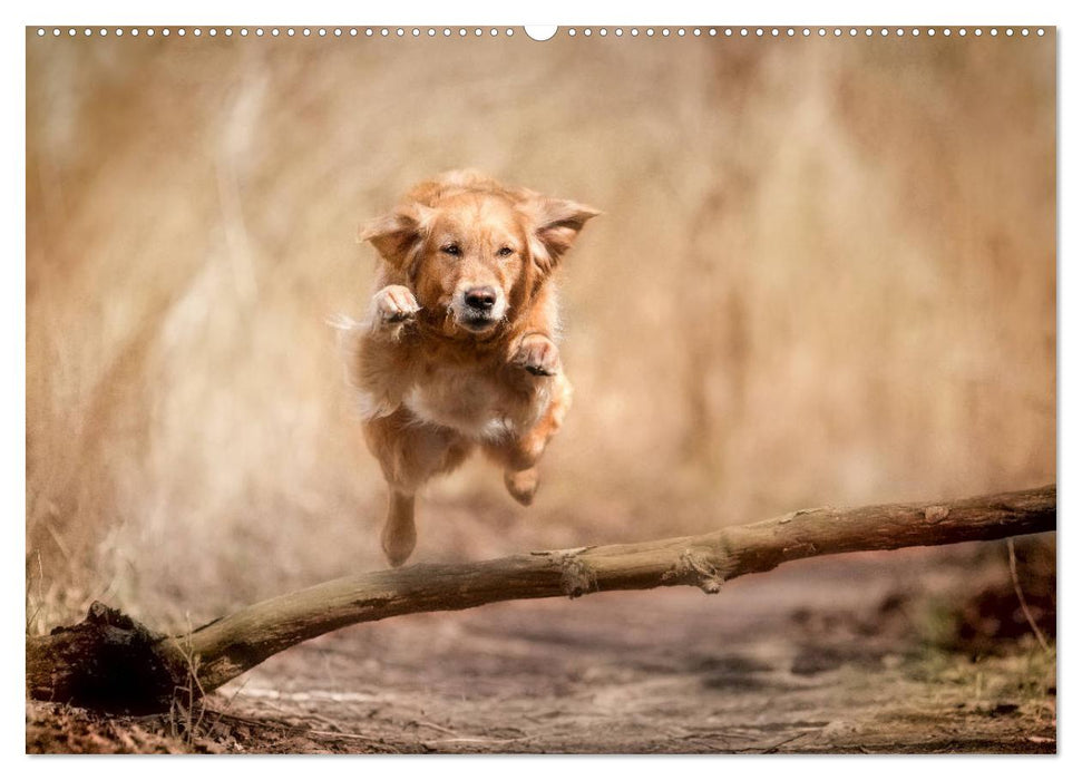 Golden Retriever Hailey Fotokalender (CALVENDO Wandkalender 2025)