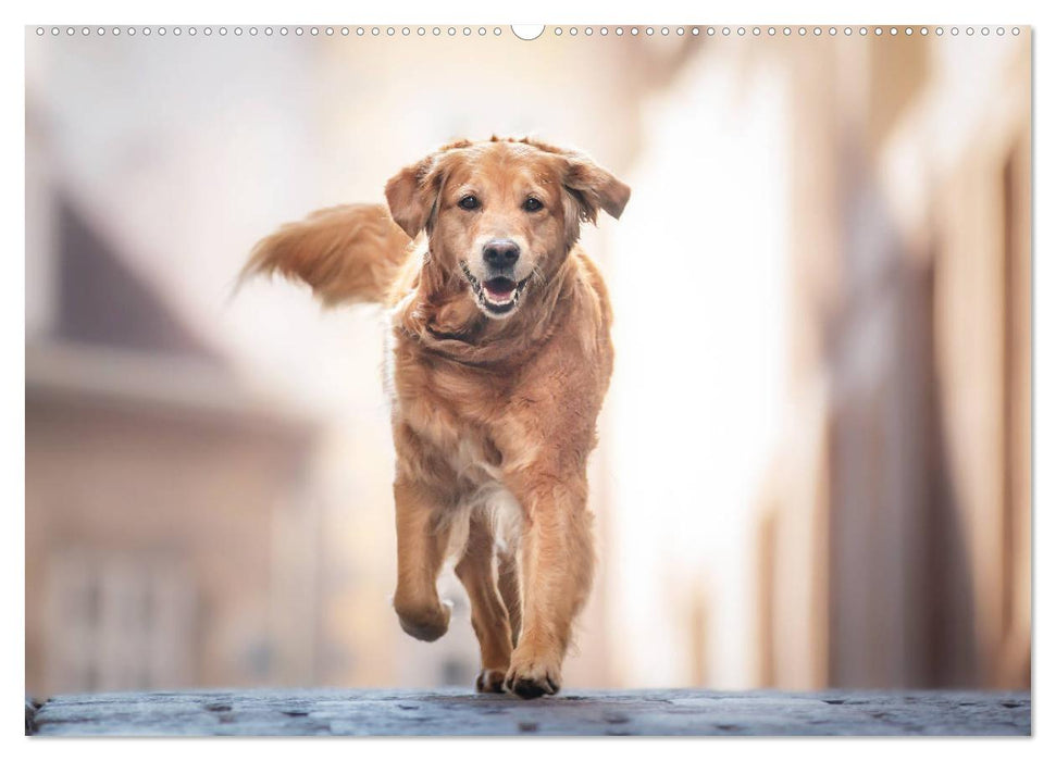 Golden Retriever Hailey Fotokalender (CALVENDO Wandkalender 2025)