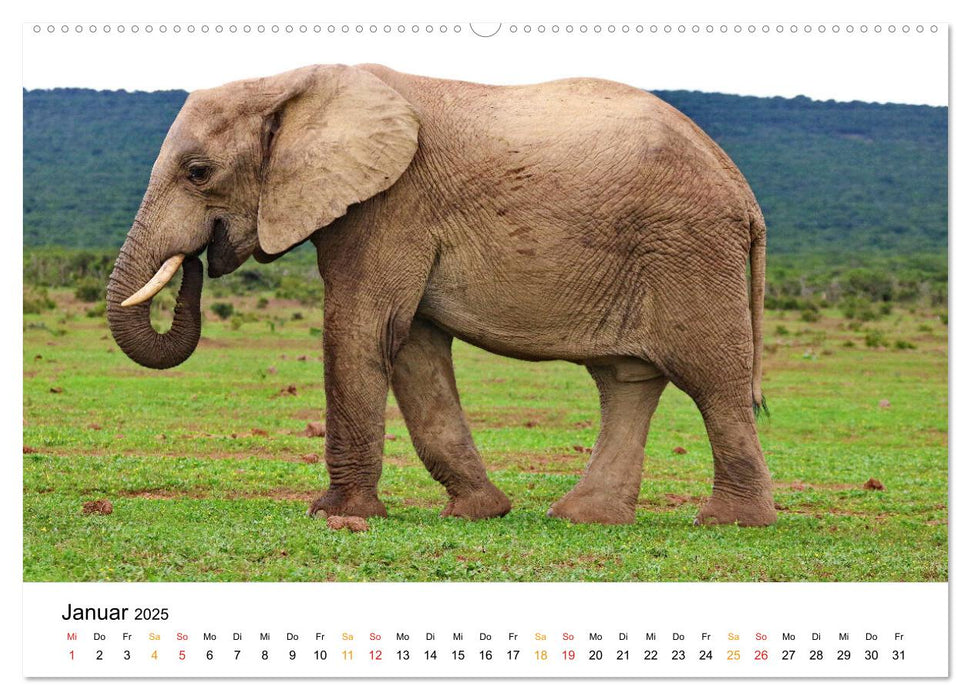 Der Afrikanische Elefant - Loxodonta africana (CALVENDO Premium Wandkalender 2025)