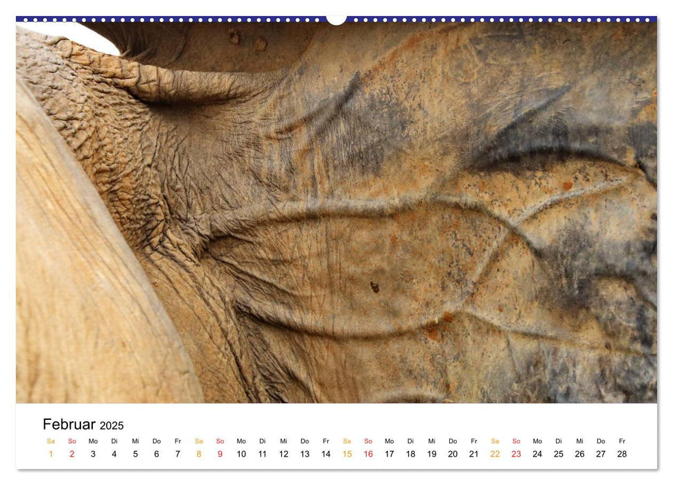 Der Afrikanische Elefant - Loxodonta africana (CALVENDO Premium Wandkalender 2025)