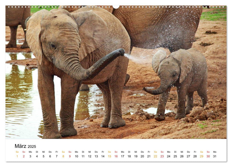 Der Afrikanische Elefant - Loxodonta africana (CALVENDO Premium Wandkalender 2025)