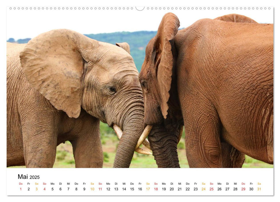 Der Afrikanische Elefant - Loxodonta africana (CALVENDO Premium Wandkalender 2025)