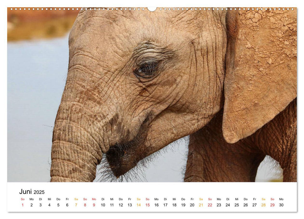 Der Afrikanische Elefant - Loxodonta africana (CALVENDO Premium Wandkalender 2025)