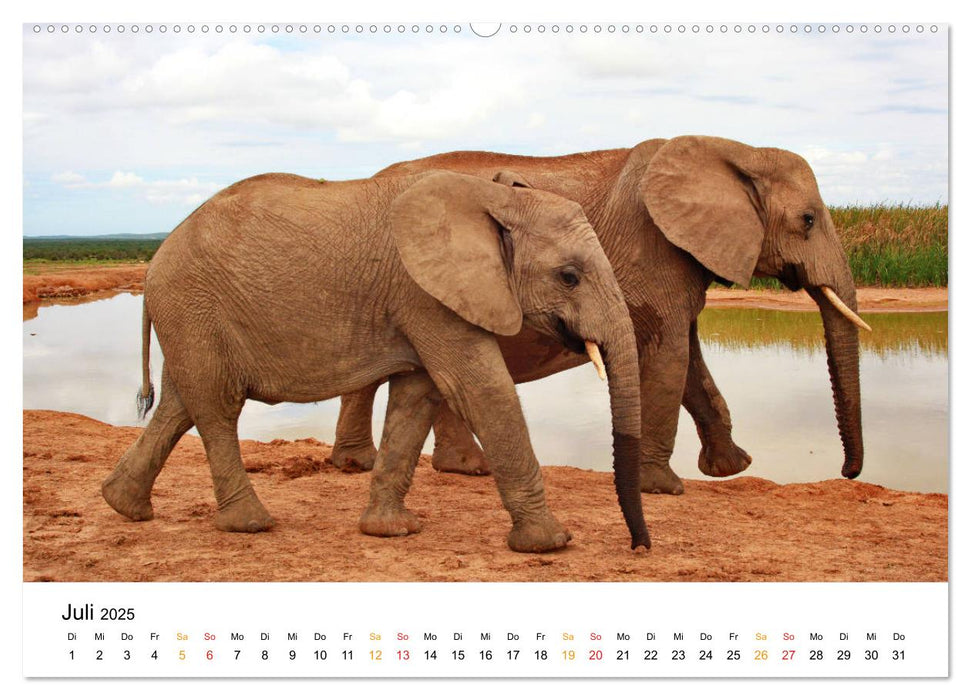 Der Afrikanische Elefant - Loxodonta africana (CALVENDO Premium Wandkalender 2025)