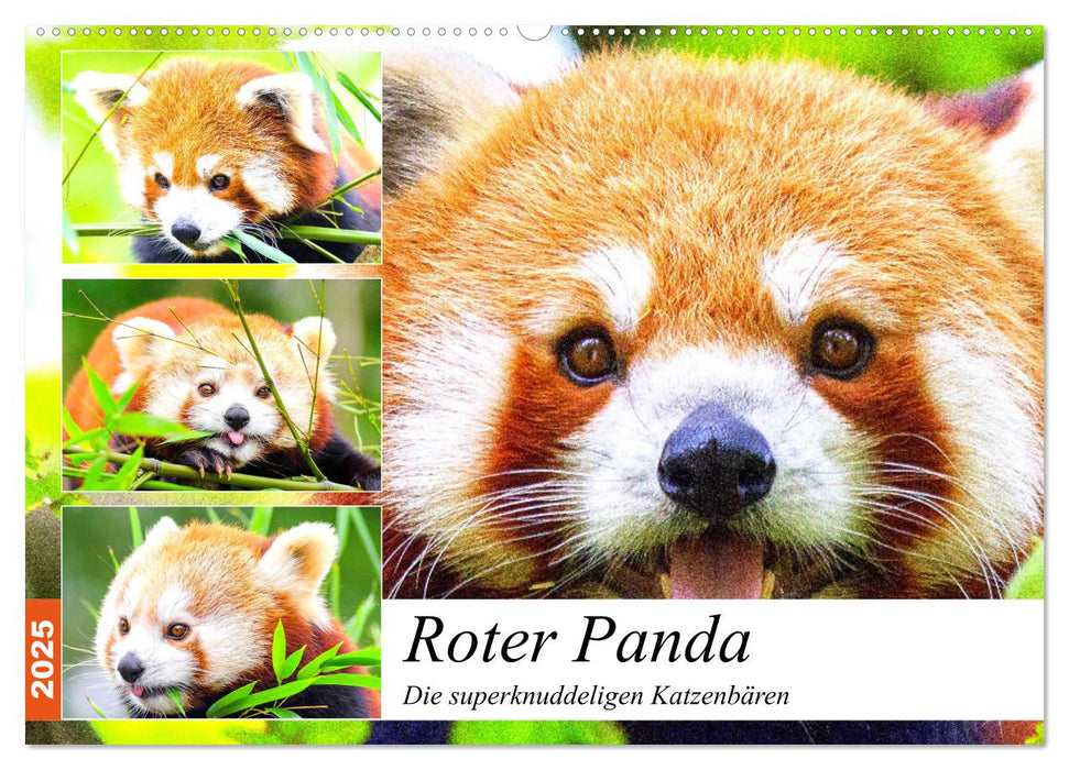 Roter Panda. Die superknuddeligen Katzenbären (CALVENDO Wandkalender 2025)