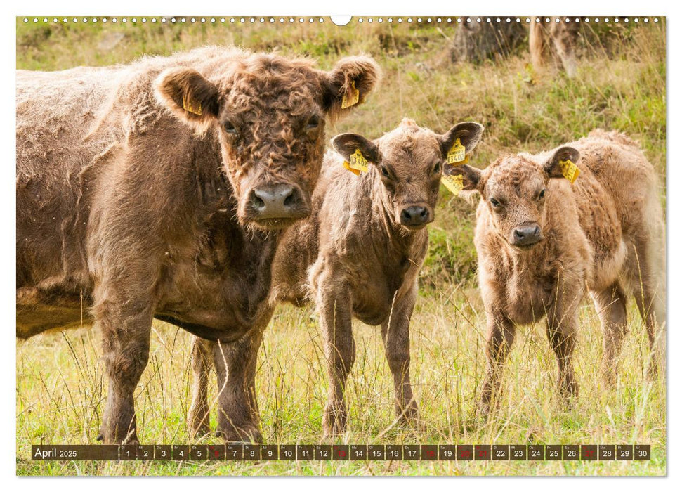 Schöne Schotten - Galloway im Porträt (CALVENDO Premium Wandkalender 2025)