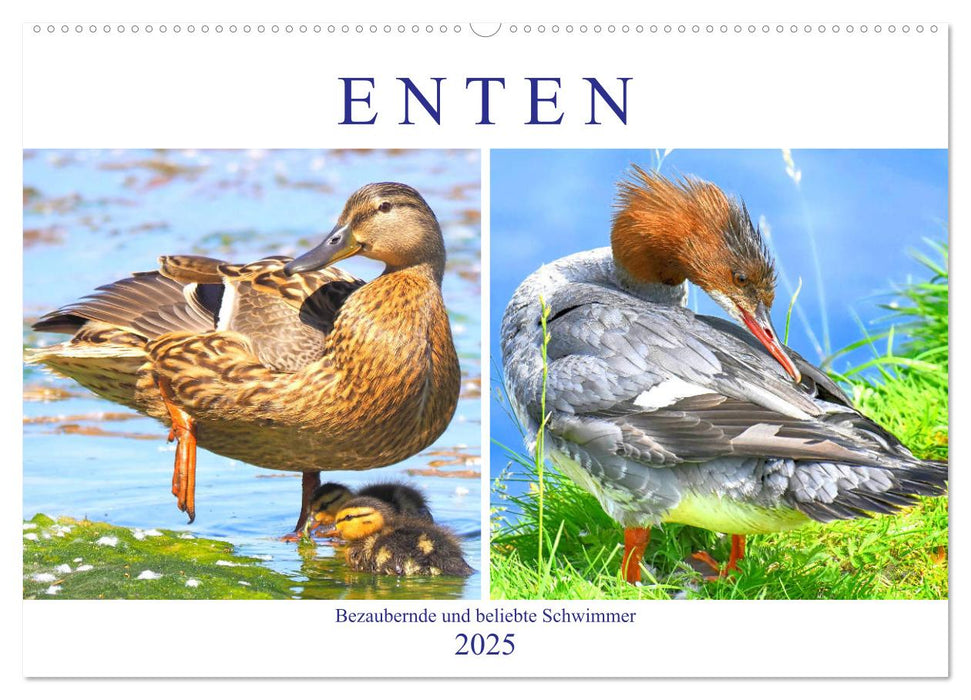 Enten. Bezaubernde und beliebte Schwimmer (CALVENDO Wandkalender 2025)