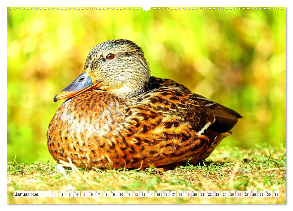 Enten. Bezaubernde und beliebte Schwimmer (CALVENDO Wandkalender 2025)