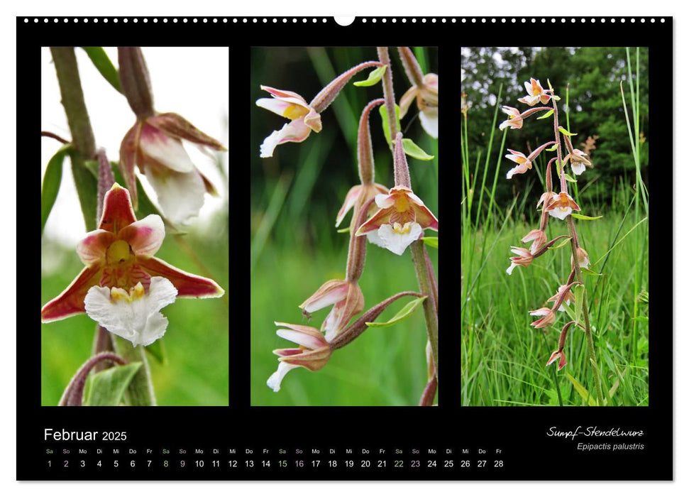 Heimische Orchideen im Dreierpack (CALVENDO Premium Wandkalender 2025)