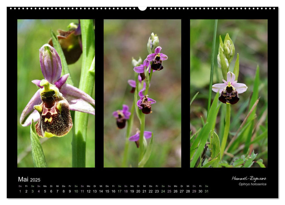 Heimische Orchideen im Dreierpack (CALVENDO Premium Wandkalender 2025)